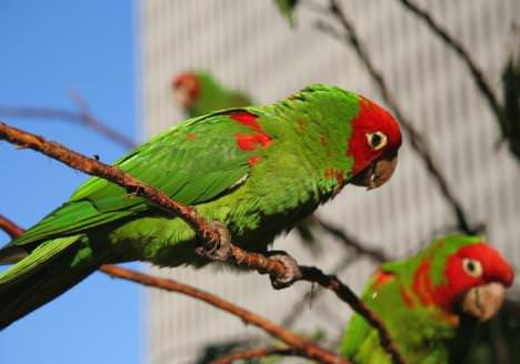 Wild parrots chillaxing