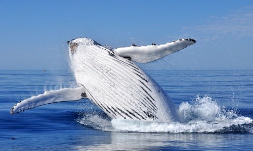 8 Best Places for Whale Watching