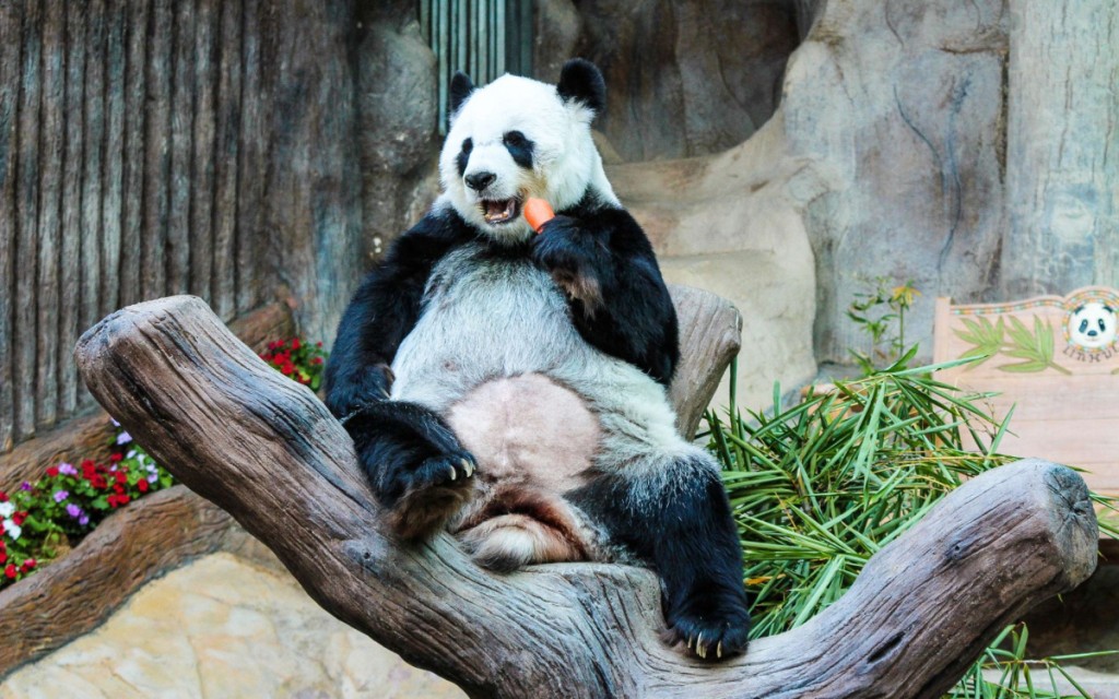 Chongqing Zoo China