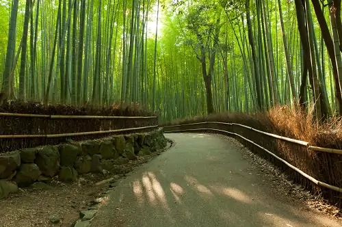 Sagano Bamboo Forest Japan