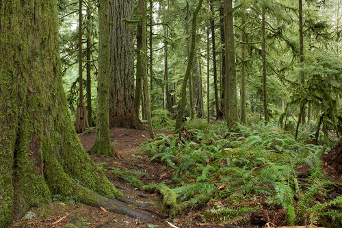 8. The Inland Rainforest, Canada - 10 Most Beautiful Forests around the ...