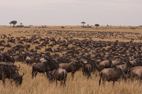 Plains Migration Maasai Mara to the Serengeti