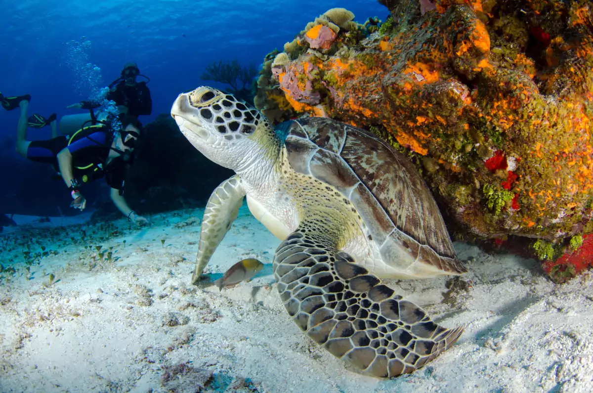 9 Best Places to Scuba Dive in the Atlantic Ocean