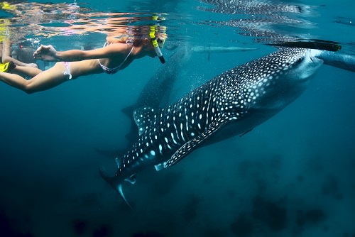 Go swimming with whale sharks