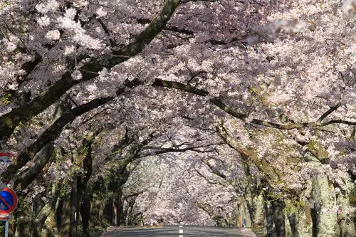 Cherry Blossom Tunnel, Shizuoka, Japan