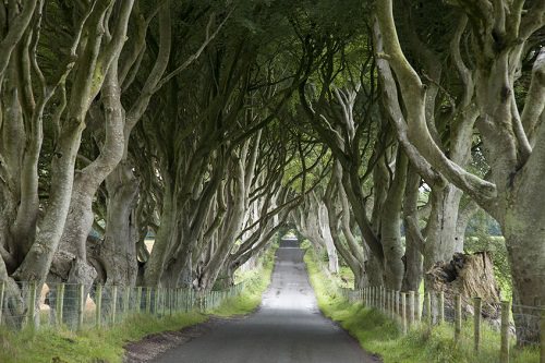 Dark Hedges, County Antrim, Northern Ireland