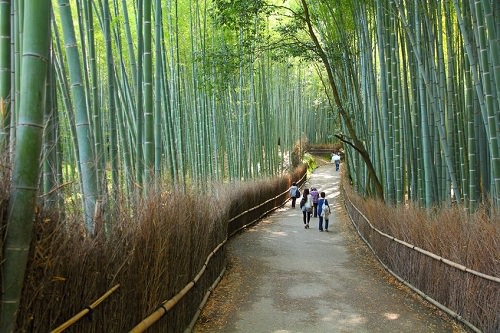 Tenryu-Ji Shrine's Bamboo Trail, Kyoto, Japan