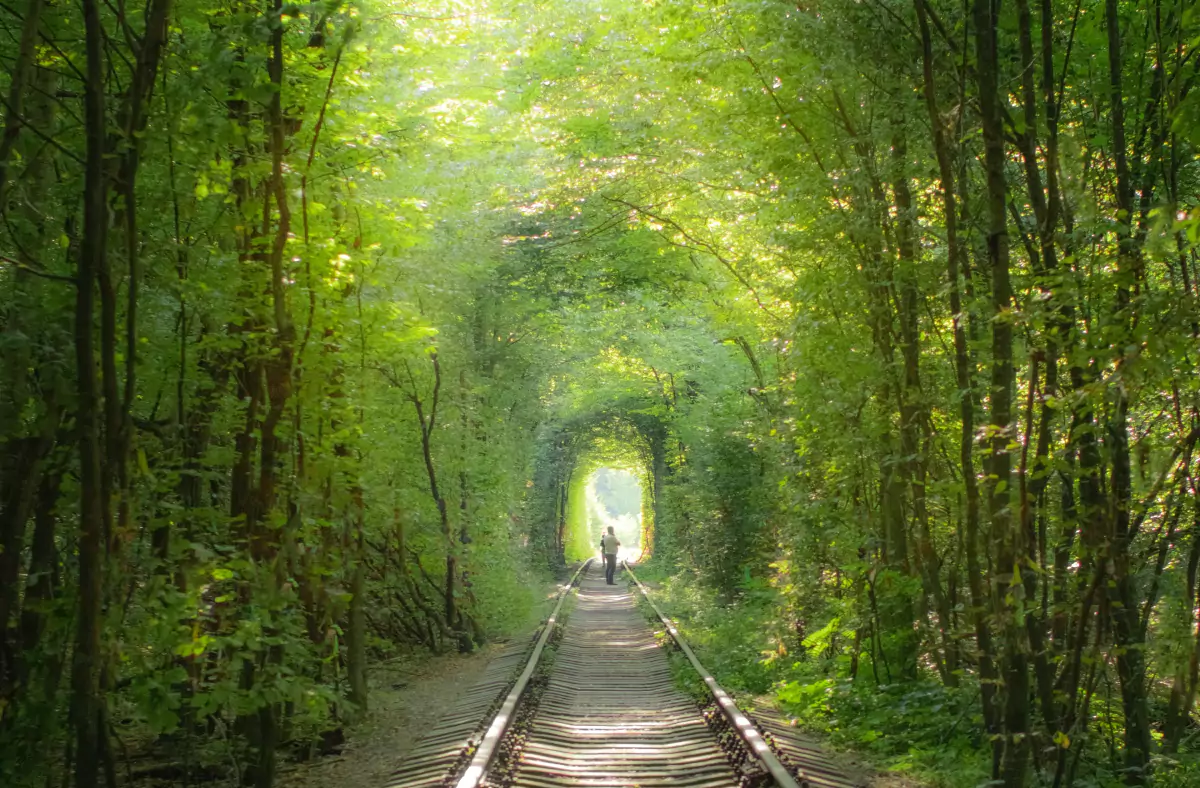 10 Most Amazing Tree Tunnels in the World