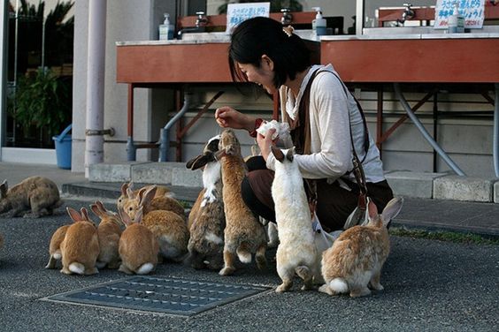 Your Guide to Visiting Bunny Island in Japan Like a Local