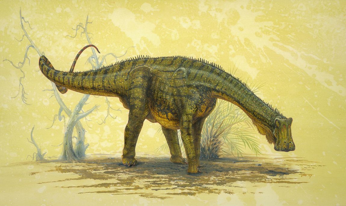 General Characteristics of a Nigersaurus