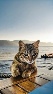 Tips for Traveling With a Cat