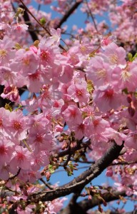 Best Places to See Cherry Blossoms in the USA