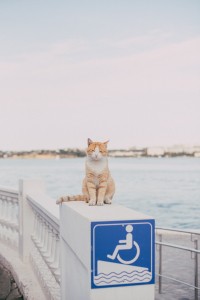 Essential Cat Travel Accessories