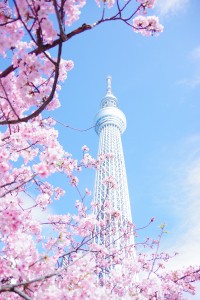 The Most Beautifil Places Visit in Spring
