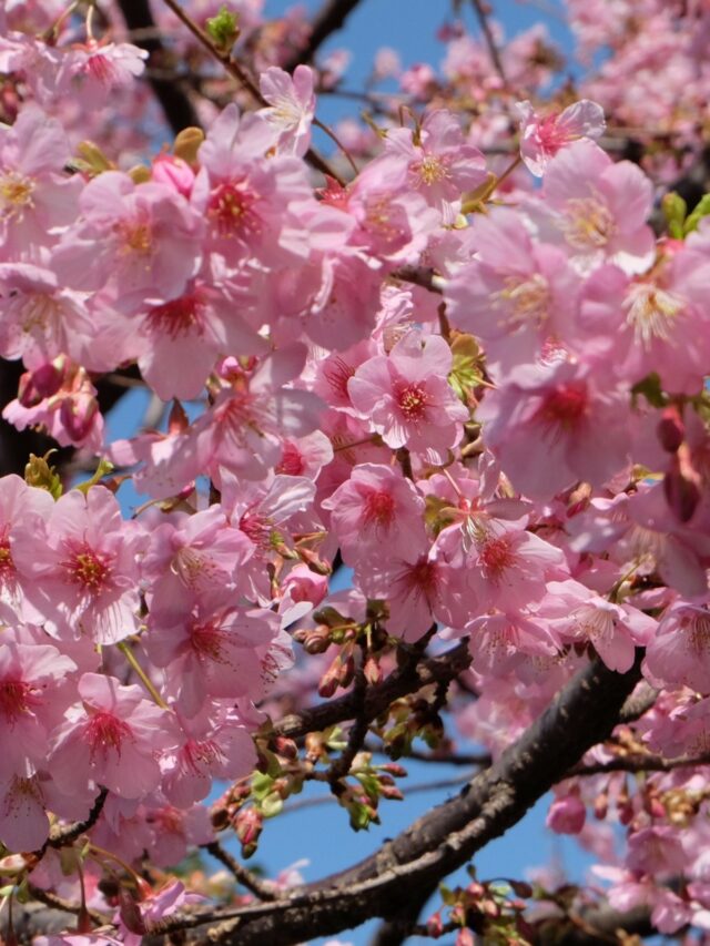 Best Places To See Cherry Blossoms In The Usa