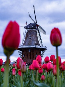 6 Top Places to See Tulips in the Netherlands