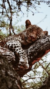7 Best Places to See Wildlife in Africa