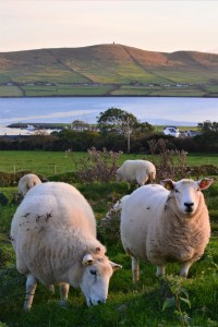 7 Amazing Things to Do in Ireland