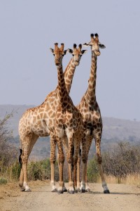 Top Destinations in Africa for Animal Lovers