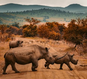 Top National Parks in Africa for Wildlife Watching