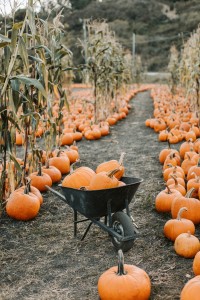 7 Best Pumpkin Patches to Visit This Fall