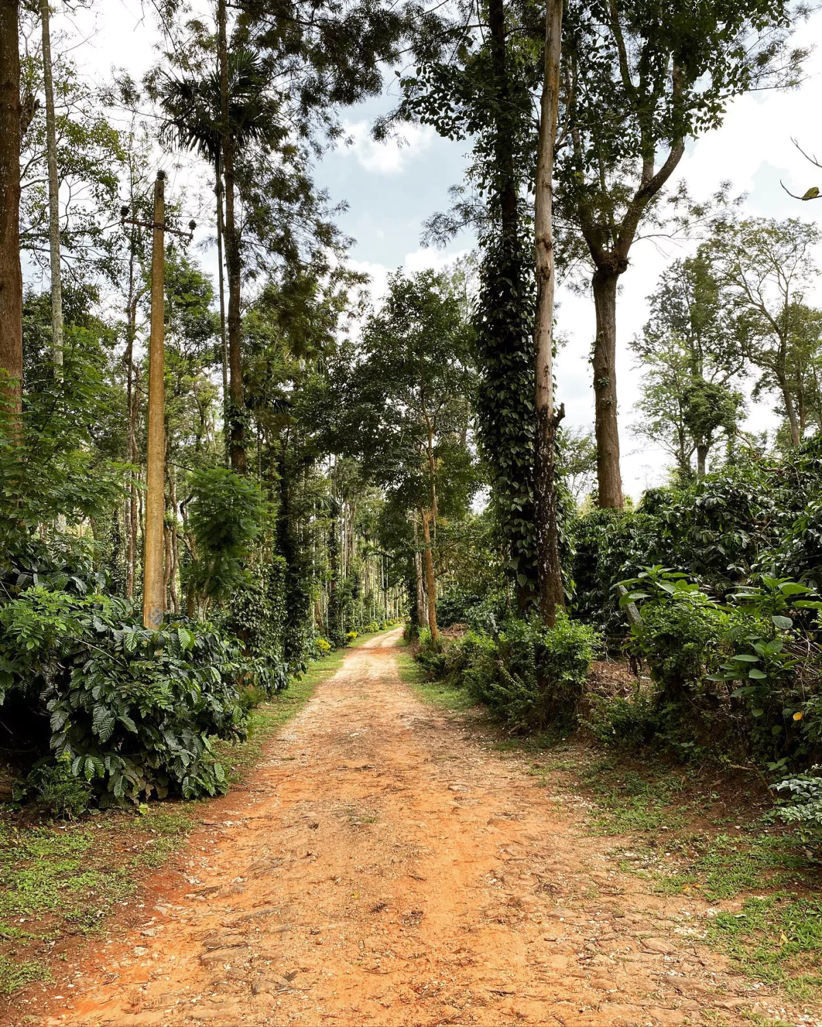 Coorg: The Quintessential Hill Station of Southern India's Western Ghats