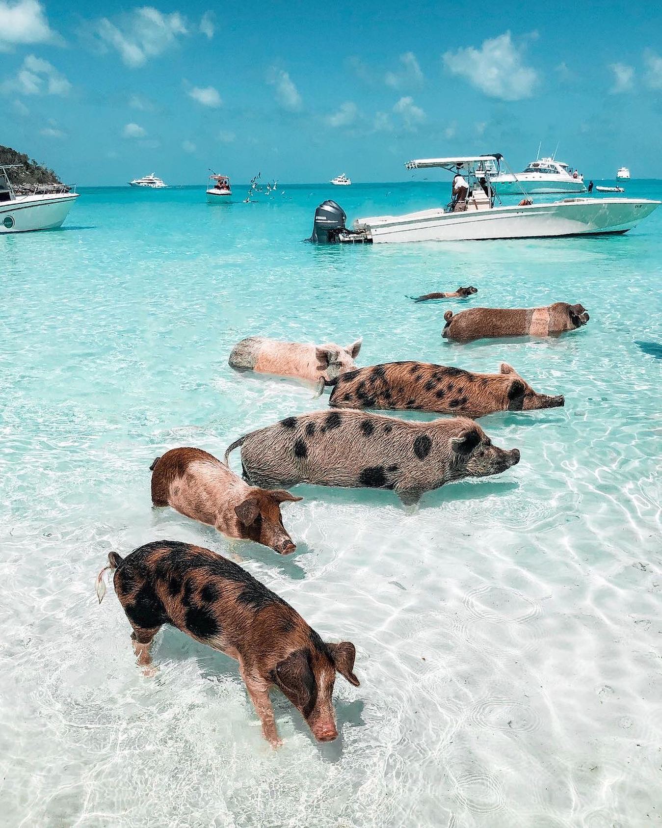 Pig Beach, Big Major Cay, Bahamas